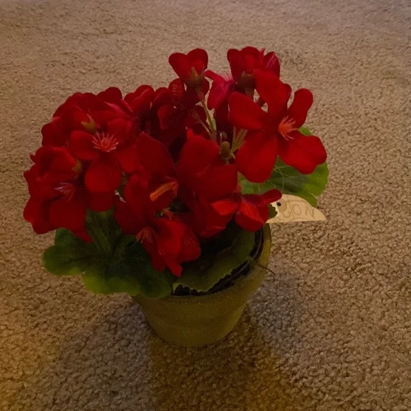 COPY - Ragoon House Potted Geranium Red
