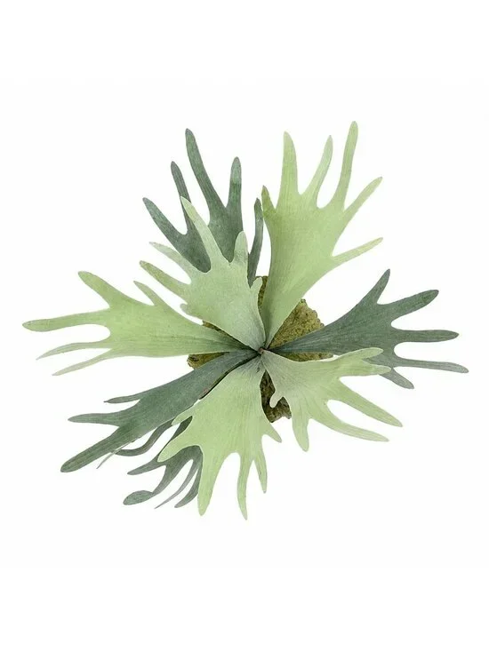 Staghorn Fern Artificial Fern Wall Decor Mounted Tropical Greenery