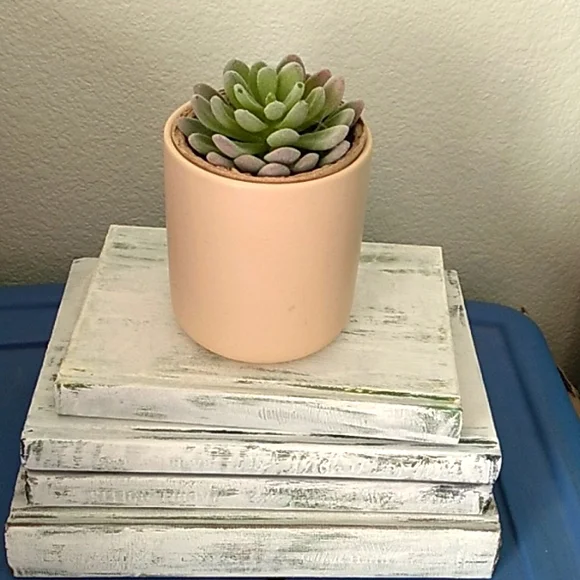 Succulent in a ceramic pot