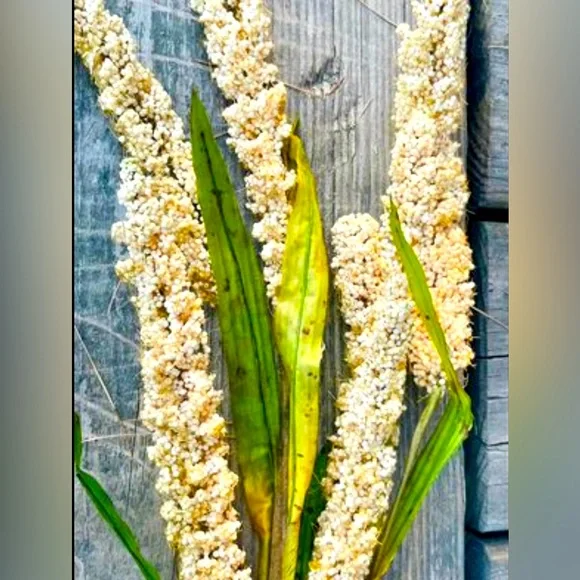 *Cream Millet Stem, 30” Bundle of 3