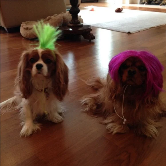 Pink and Green Halloween Dog Wigs