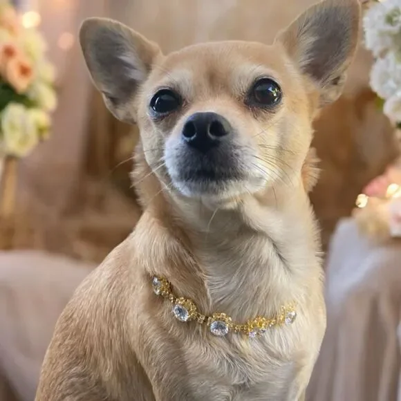 Rhinestone Jewel Fancy Dog Necklace Jewelry Collar