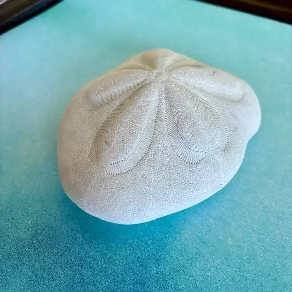 Natural Sea Biscuit Large Beach Shell Coastal Decor 5.5”