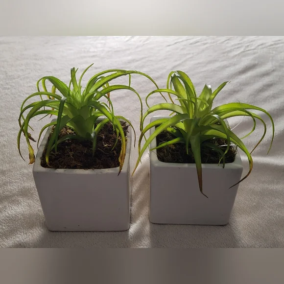 2 Green Faux Succulent in White Planter Set