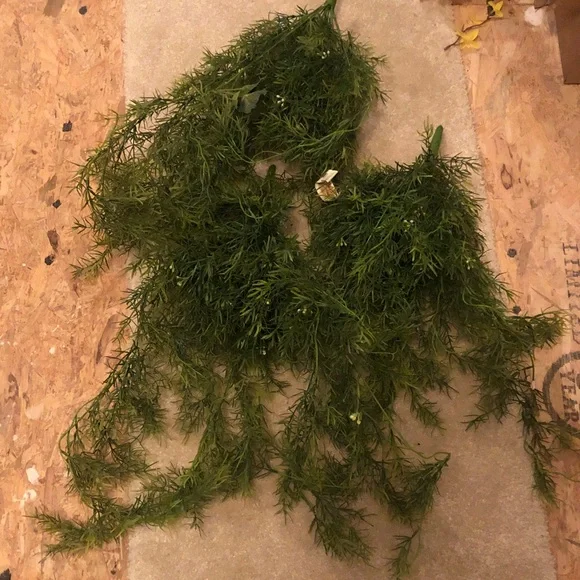 Faux asparagus ferns