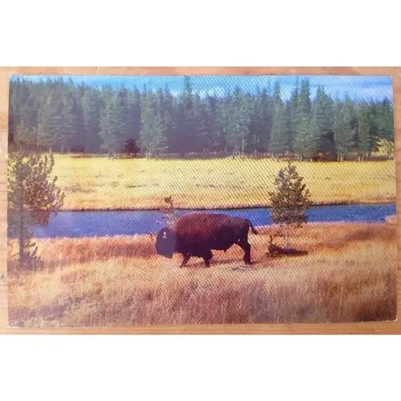 1955 Vintage Haynes Kodachrome Bison Buffalo Nez Perce Creek Yellowstone Color