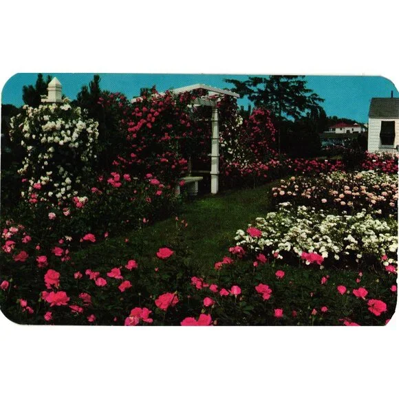 Northern Section Jackson & Perkins Rose Garden Postcard Newark NY