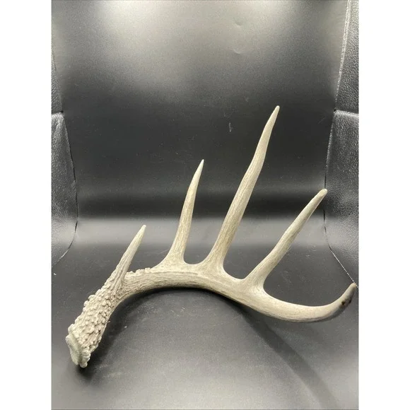 Wild Whitetail Deer Shed 5pt Unique Antler