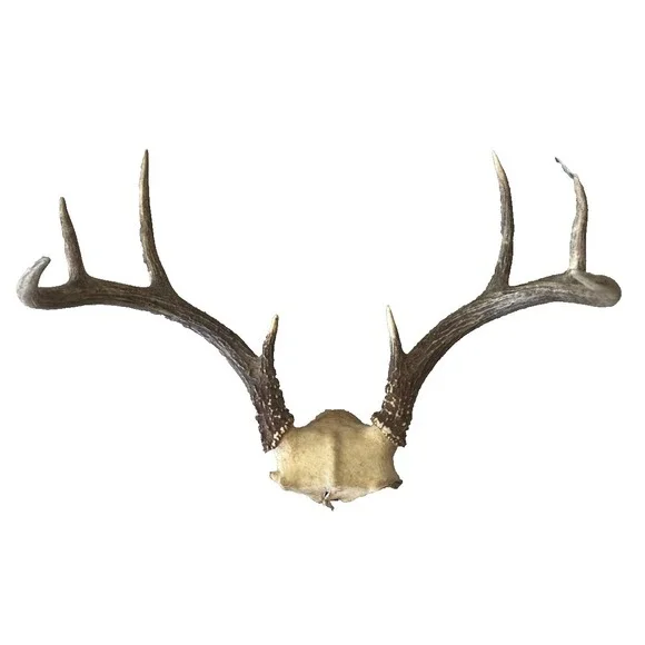 Vintage Deer Antler Scull Cap Mount  8 Point Cabin Decor Taxidermy