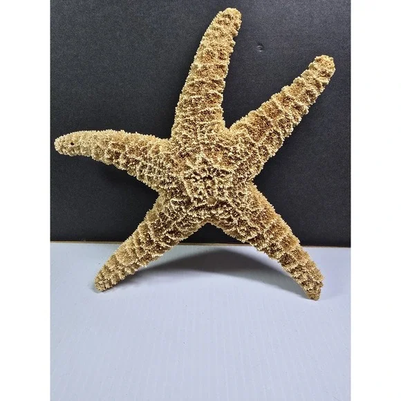Intact Mouth XL‎ Starfish, Beach Finds, Nature Is Cool, Show & Tell, Patrick