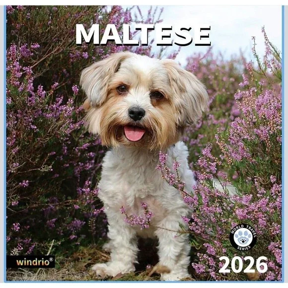2026 Maltese Wall Calendar, 18-Month (July 2025 - December 2026) Dog‎ Breed