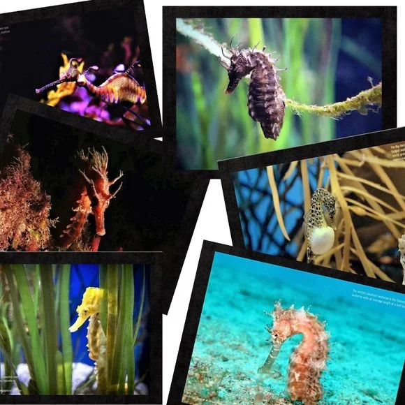 Seahorse Calendar 2026 Seahorse Calendar Coral Reef Calendar Ocean Calendar