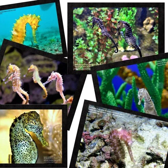 Seahorse Calendar 2026 Seahorse Pictures Seahorse Decor Coral Reef Pictures