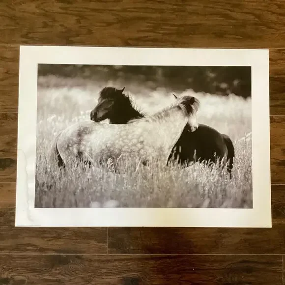 Photography Art Print - Horses