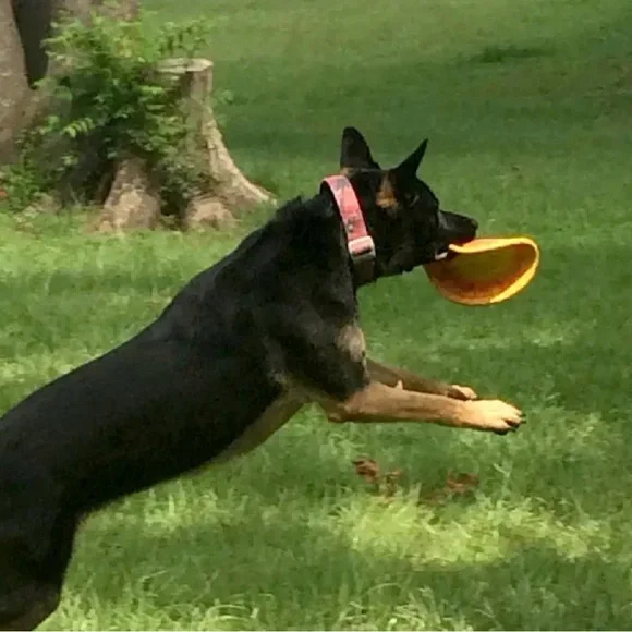 Ruff Dawg K9 Flyer Dog Toy Orange and Green NWT