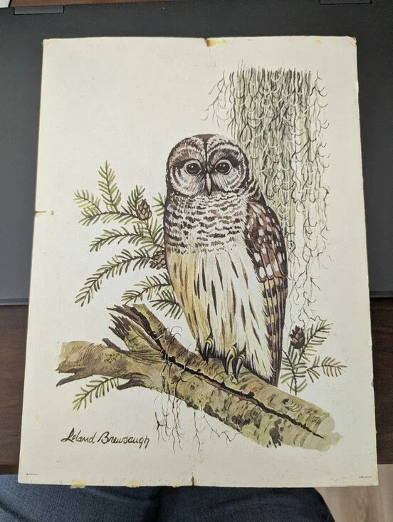 Vintage Leland Brewsaugh Barred Owl print