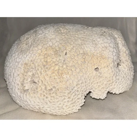 Star Brain Coral Fossil‎ Display/aquarium Decor Piece 6x7x4