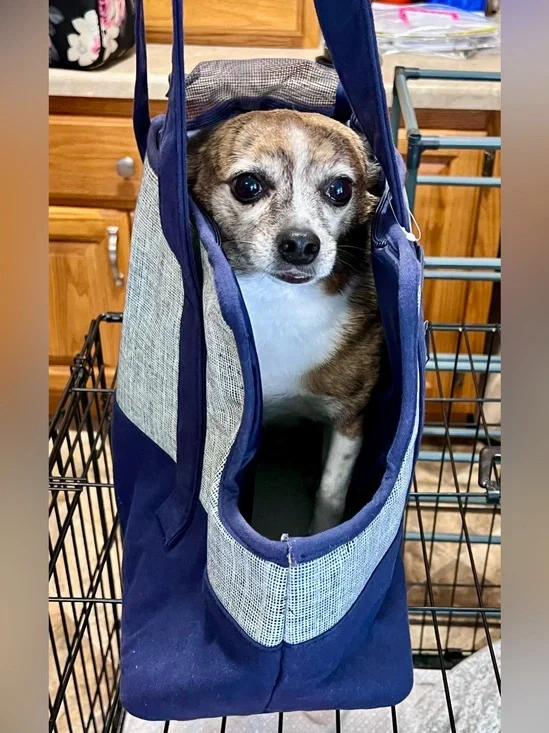 NEW WITHOUT TAGS—DwellStudio Pet Carrier Tote Bag