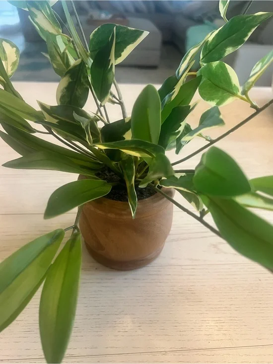 Green Lifelike Variegated Faux Plant in Wooden Pot