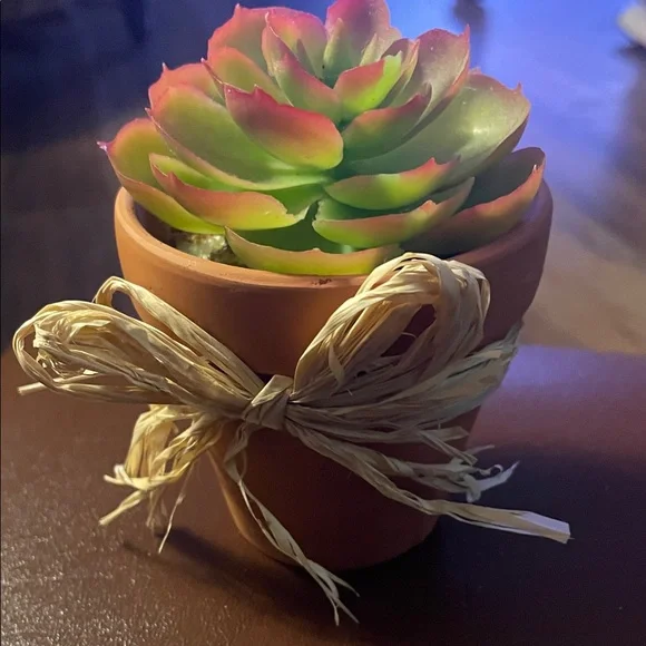 Green and Pink Succulent in Terracotta Pot