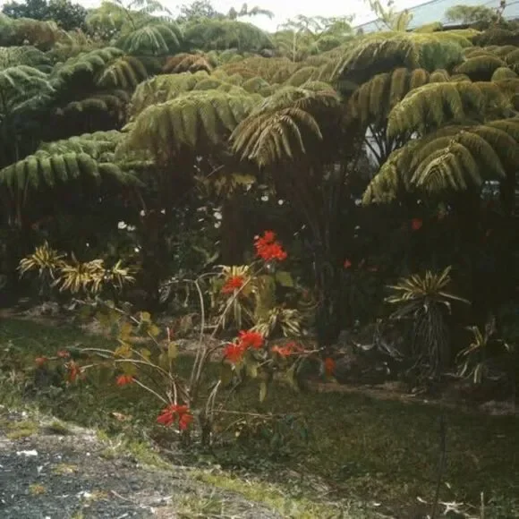 1960s Kodak 35mm Slide Hawaii Travels, Fern Forest Near Cave #7