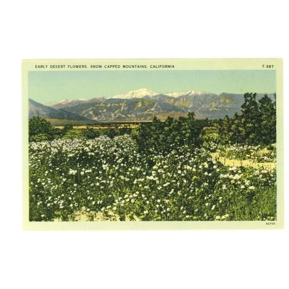 Vintage Postcard California‎ Early Desert Flowers Snow Capped Mountains USA