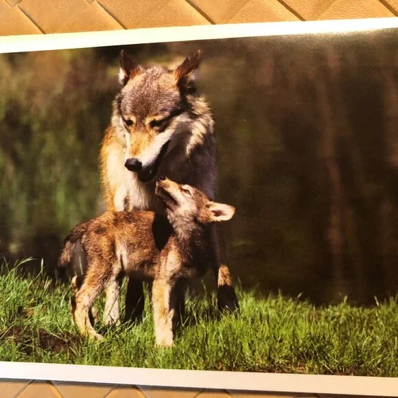 Lot of 5 Blank Note Cards with Envelopes - Pictures of Wolves