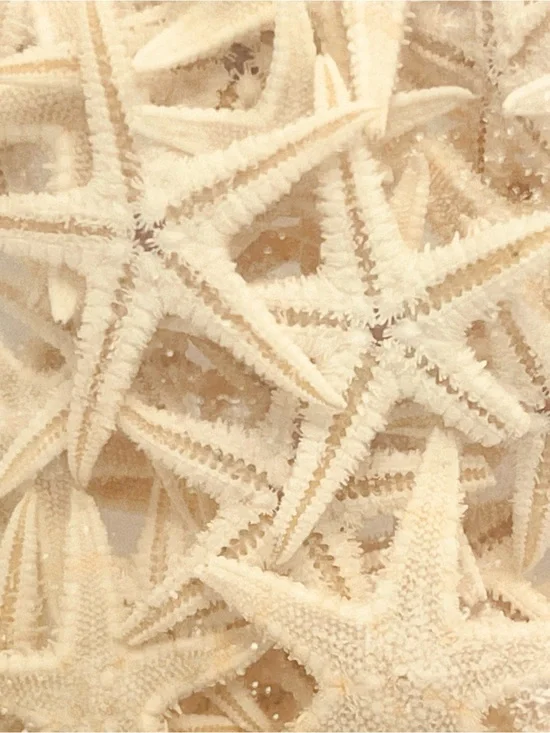 Genuine Real Mini Starfish for Crafts Crafting Resin Wedding Nautical Tabletop
