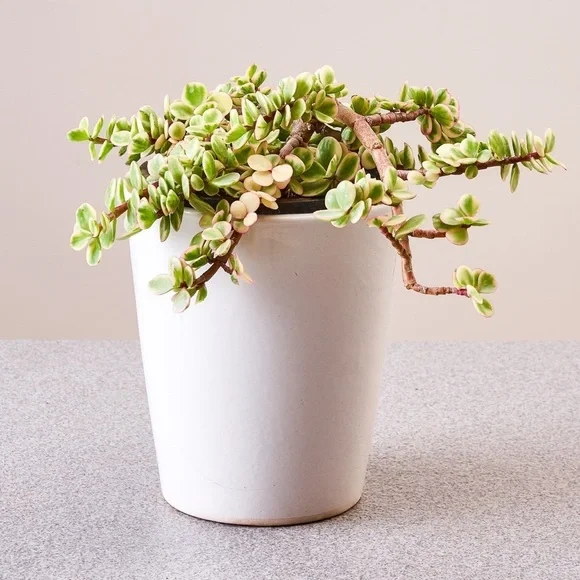 Matte White Planter Pot