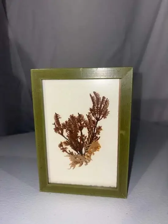 Vintage Framed Scottish Heather Dried Flower Specimen Art 1977