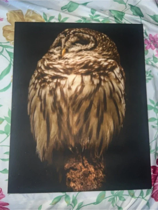 Brown Owl Wall Art Print - Rustic Wildlife Canvas