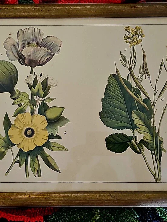 Vintage Framed Botanical Print By German Artist (17x13 Inches)