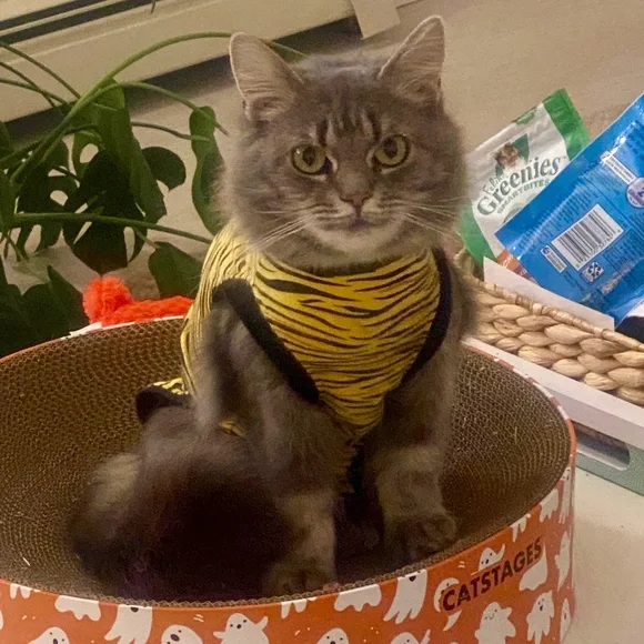 Suitical Cat Recovery Suit Tiger Print