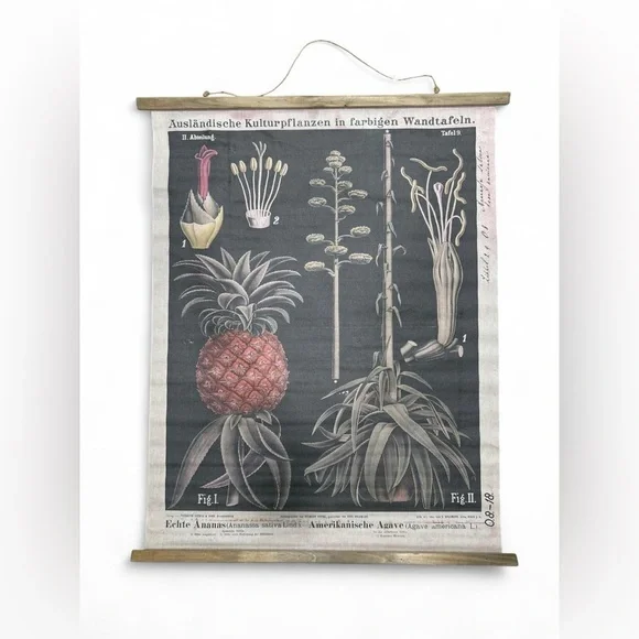 Antique German Botanical School Chart Pineapple Ananas Zippel Linen Vieweg c1900