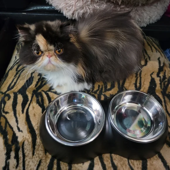 Pet Dog Or Cat Black Double Pet Bowl Stainless Steel New!