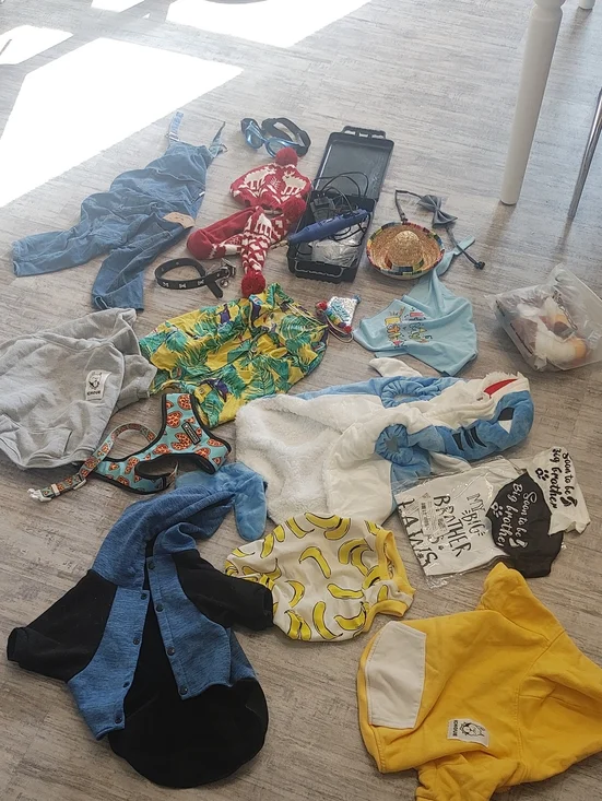 HUGE FRENCHIE LOT L/XL French Bulldog Clothes & Accessories
