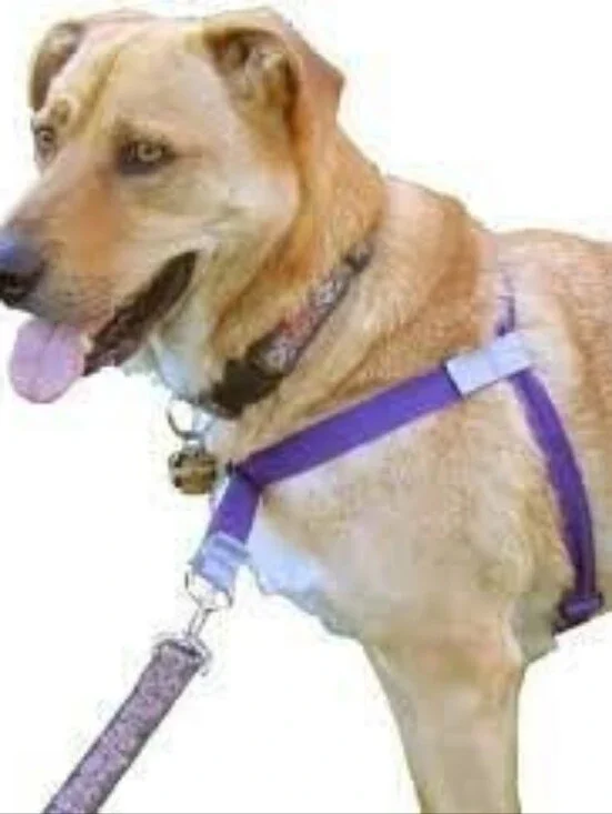 Walk Your Dog with Love Purple Harness-Size Small 12-23 Lbs