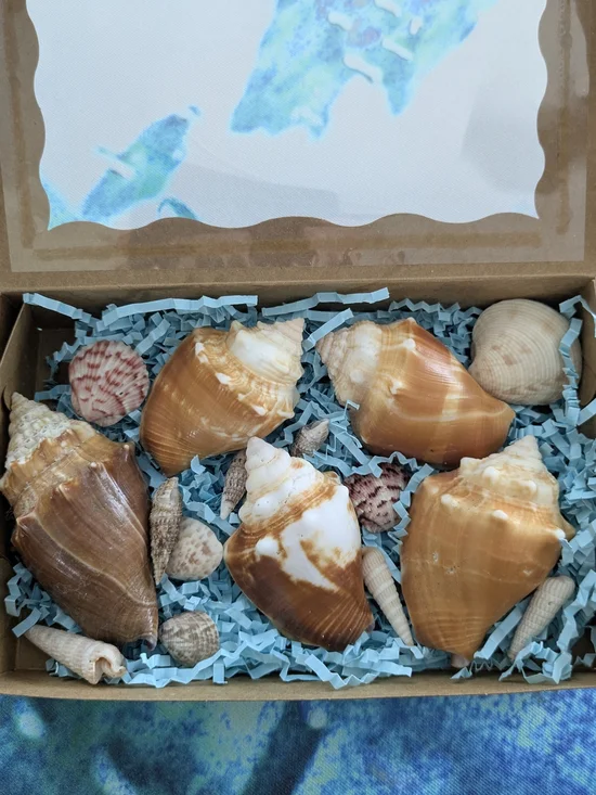Sea Shell Assortment Gift Box - Natural Brown & Cream Florida Fight Conch Shells