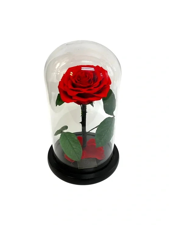 Dream of Flowers Beauty and The Beast Red Silk Rose Glass Dome Wood Base No LED