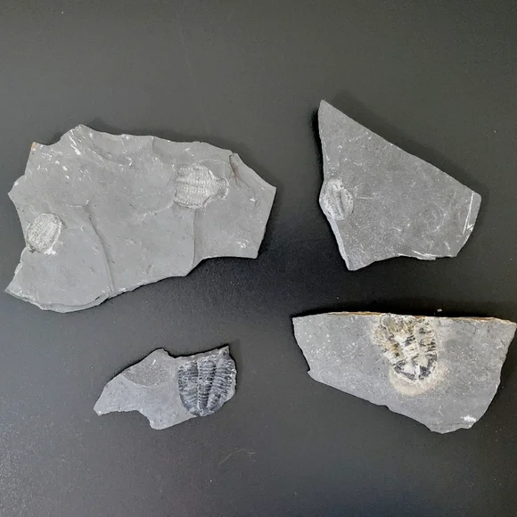 Trilobite Elrathia Fossils in Slate Stone Matrix - Delta Utah Set of 4