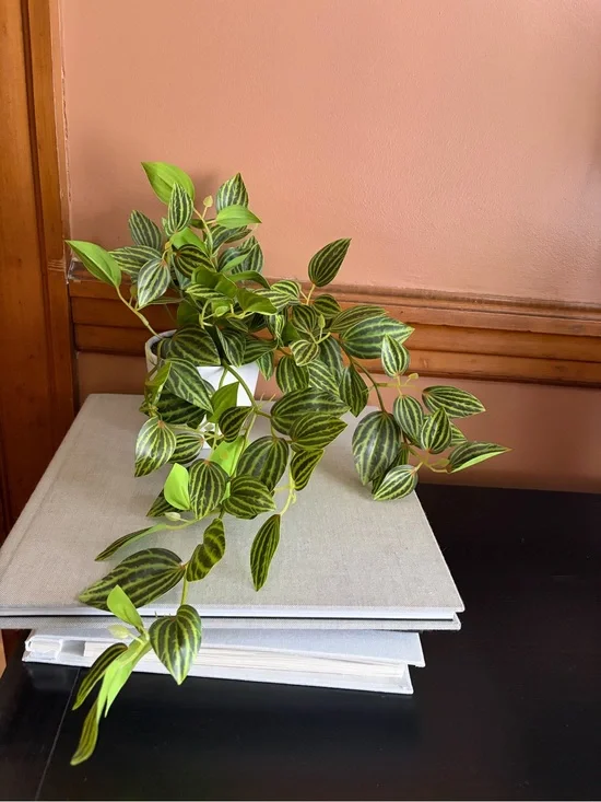 Green Trailing Peperomia Plant - Artificial Home Accent