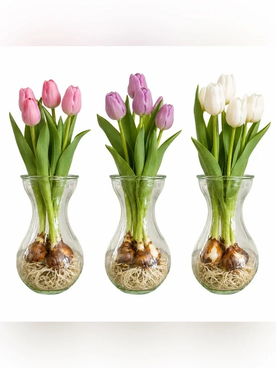 Set of 3 Classic Hyacinth Bulb Forcing Vases