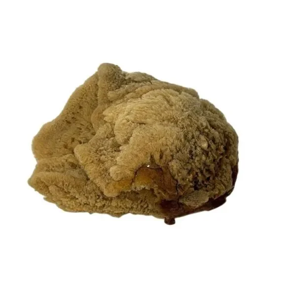 Natural Sponge Sea Table Decoration Nautical Beach Decor Tarpon Springs 7.5
