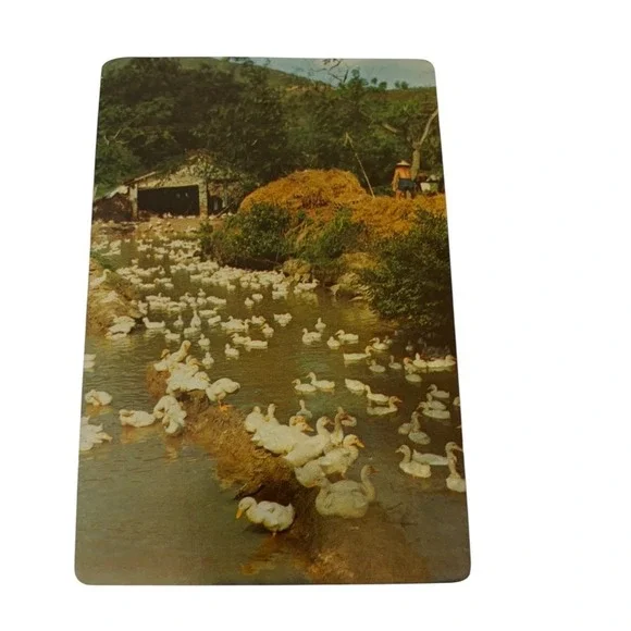 Vintage People's Republic of China Postcard Ploughing Scenery Collectible
