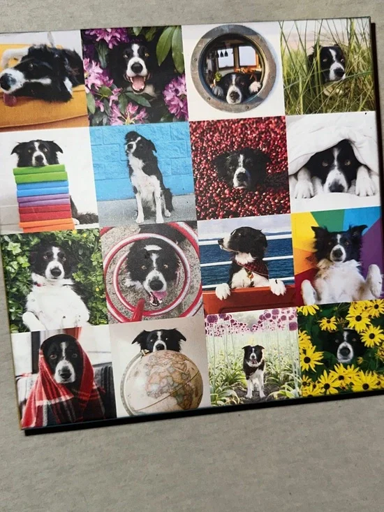 Vintage Collectible Border Collie Photo Collage Canvas - Multi Color Dog W