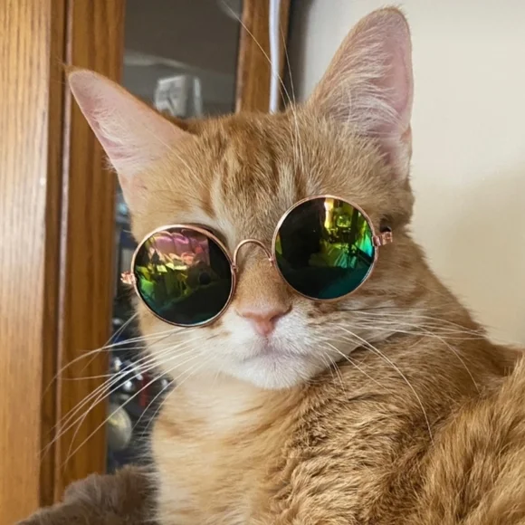 NEW Pet Sunglasses Cat 🐈 😻 Dog 🐕 L👀K