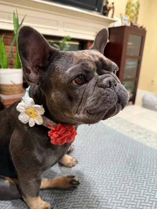 Brand New Hand Crochet Two Flower Embellishments For M Dog/Cat Collar Wh/Coral