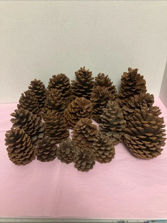 Lot of 20 real pine cones various sizes decorative crafting