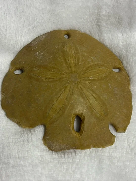 Natural Keyhole Sand Dollar Shell Beach Ocean Coastal Decor Collectible 4-5 In