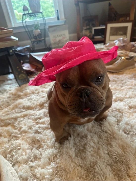 Bright Pink Pet Sun Hat - Unbranded
